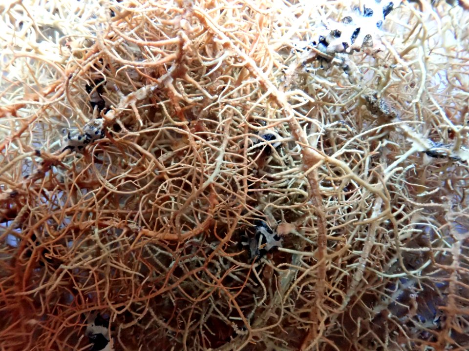 Usnea angulata 91023876