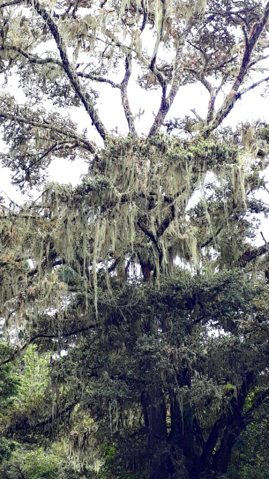 Usnea angulata 26599139