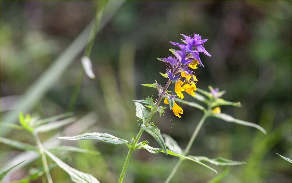 Summer flowers ivan da marya purple flowers