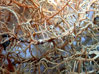 Usnea angulata 91023873