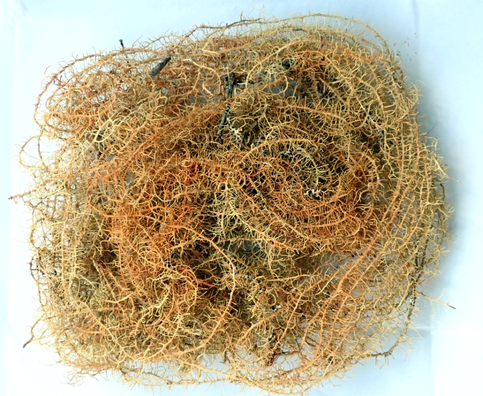 Usnea angulata 91023885