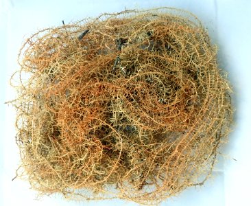Usnea angulata 91023885