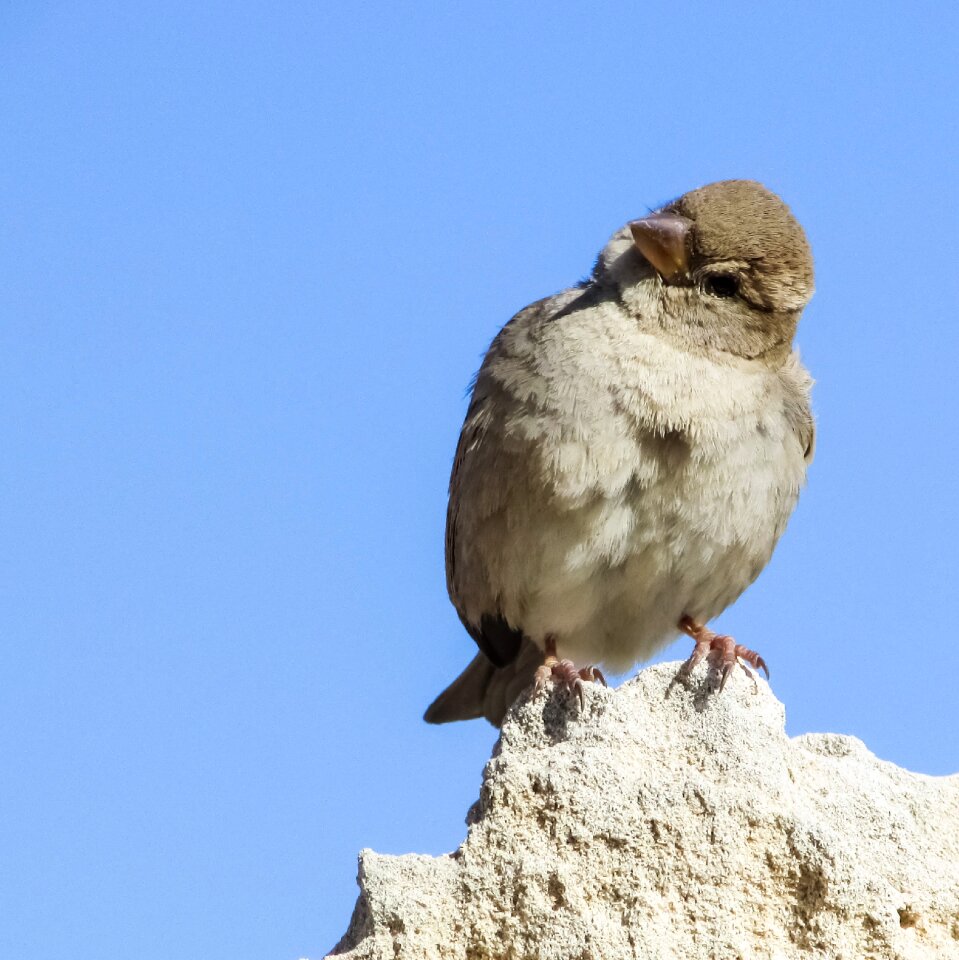 Rock nature wildlife photo