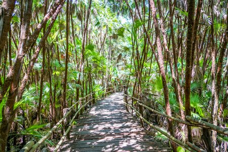 Path central america photo