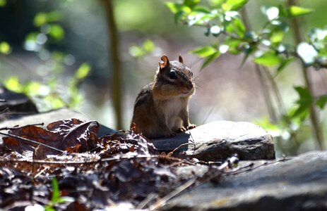 Rodent animal nature