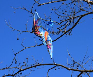 Bird kite kite-eating tree sycamore tree photo