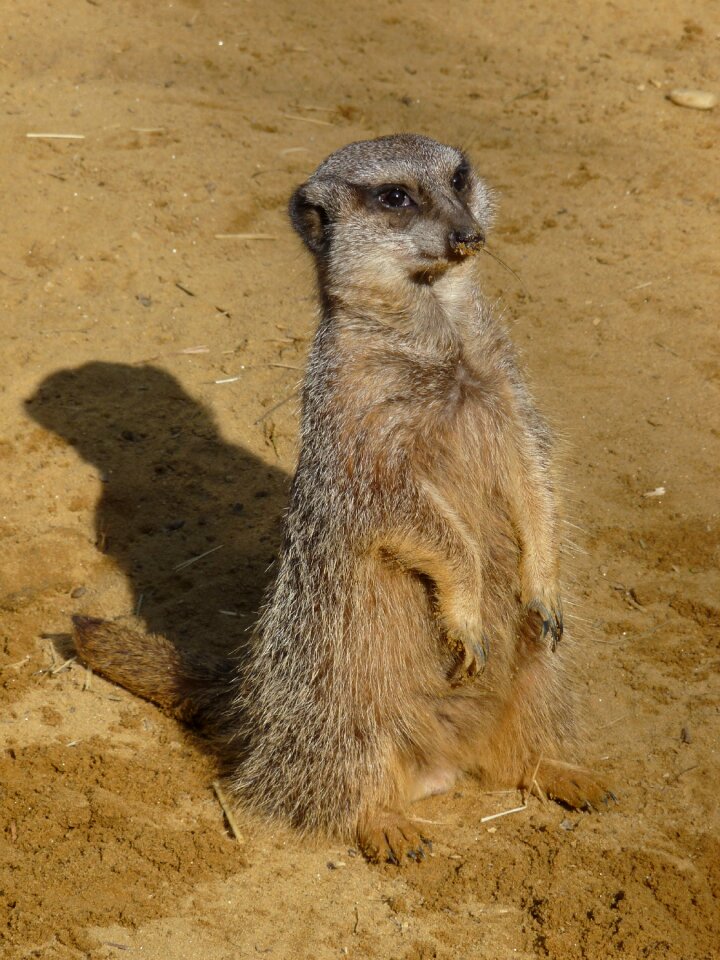 Zoo animal sand