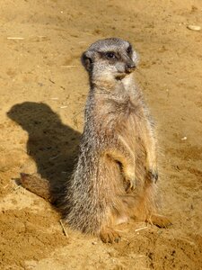 Zoo animal sand