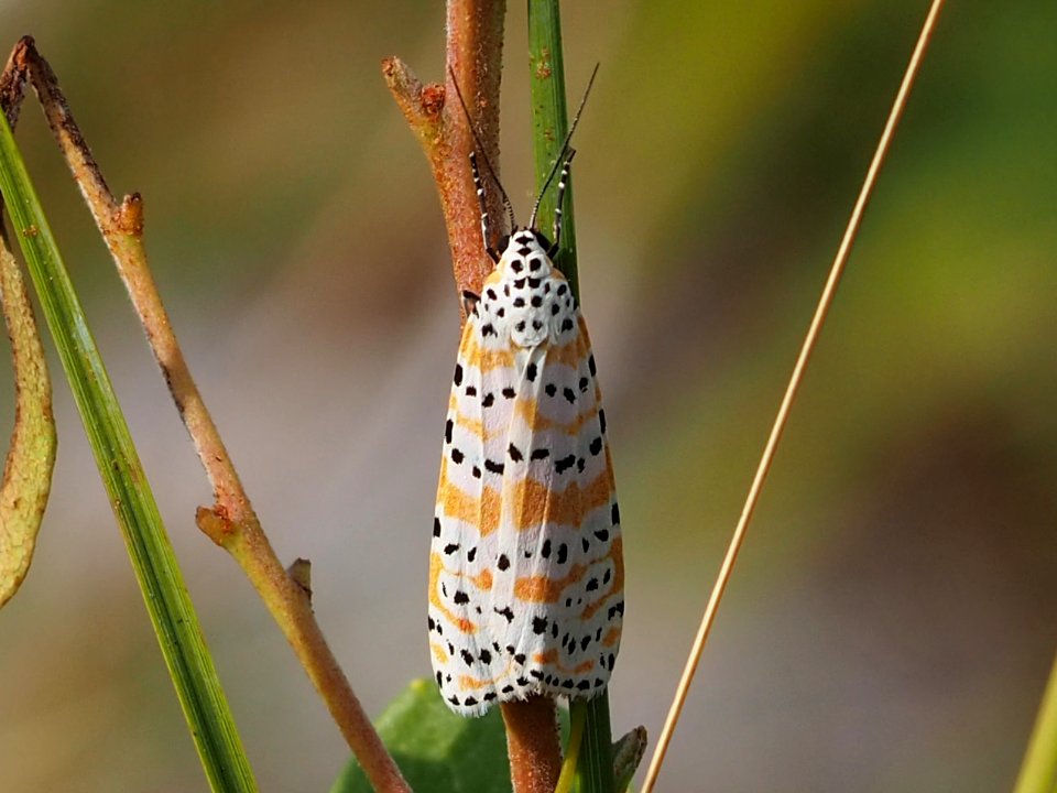 Utetheisa ornatrix 110355843