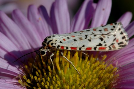 Utetheisa-20080316-001