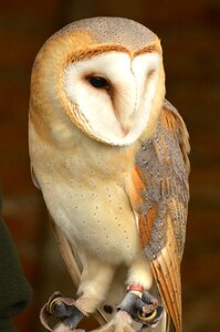 British nature brown owl