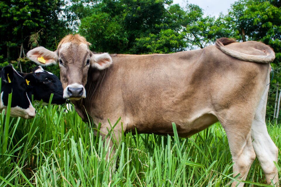 Pasture grazing dairy