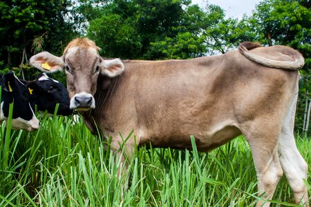 Pasture grazing dairy photo