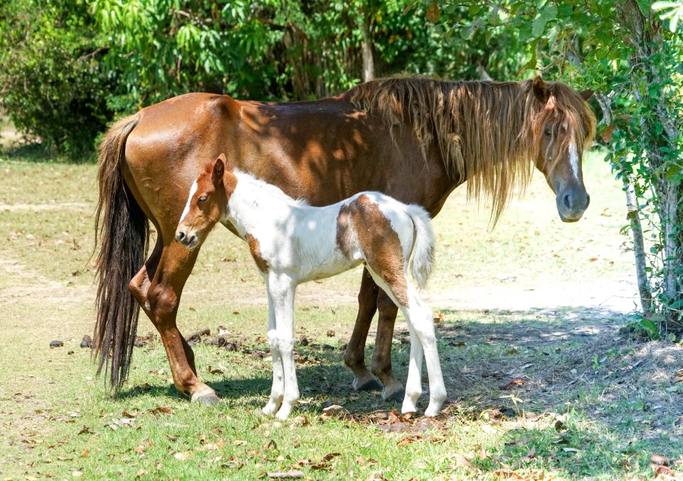 Pasture animal farm