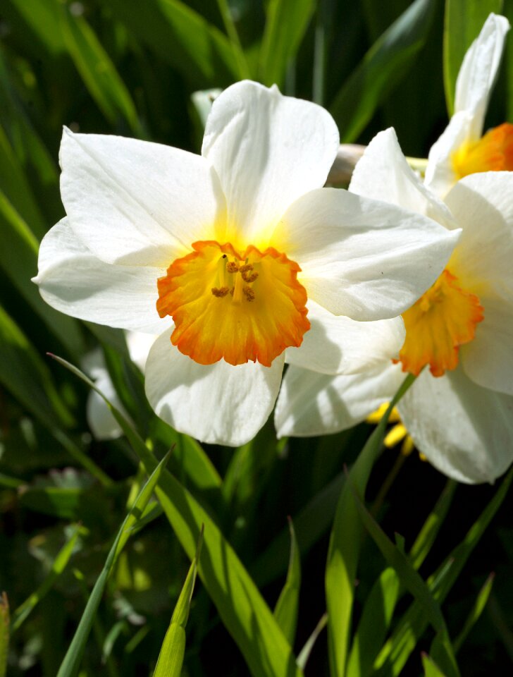White flowers plant