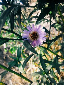 Flower bed nature flowers photo