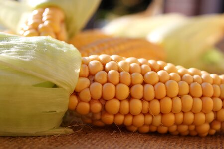 Vegetables food autumn