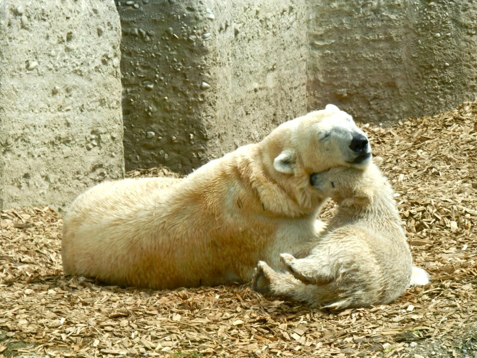 Polar bear baby zoo play