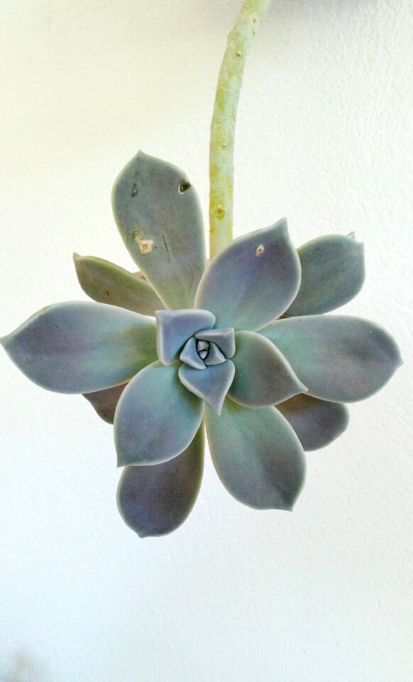 Plant green desert plant nature