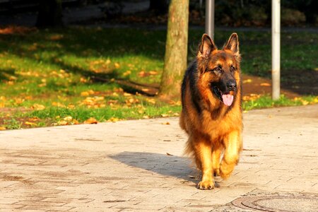 Animal old german shepherd dog pet