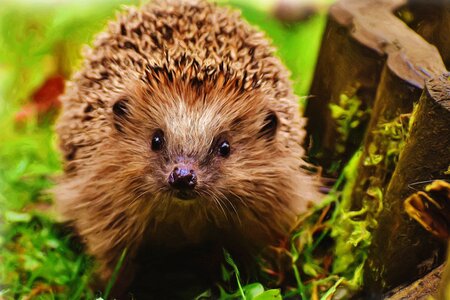Hedgehog hedgehog child art