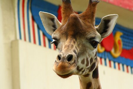Zoo antwerp zoo close up