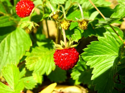 Fruit delicious nature