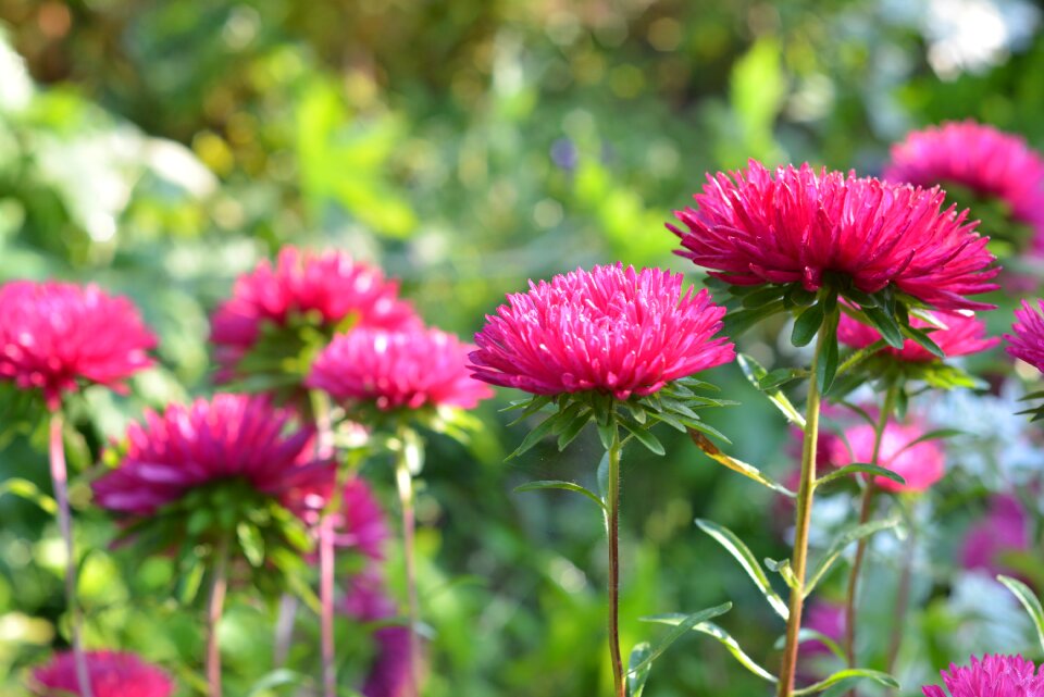 Nature garden flowers