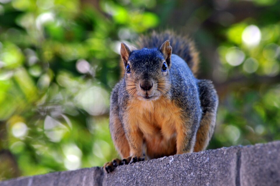 Nature brown rodent