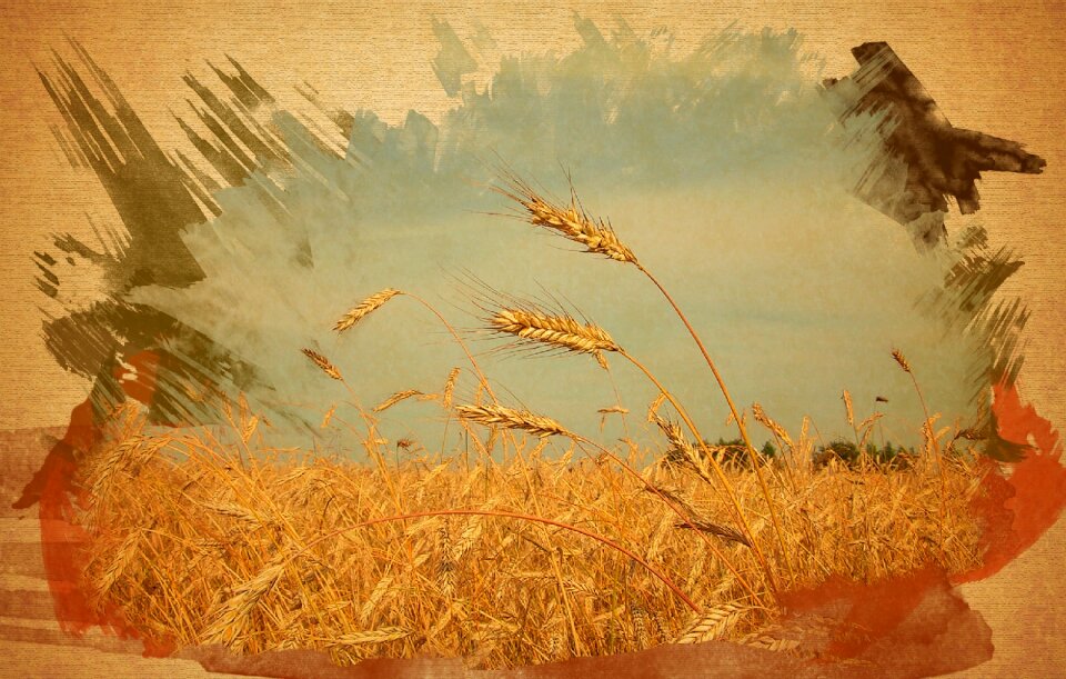 Picture three spikelets the watercolor effect wheat field