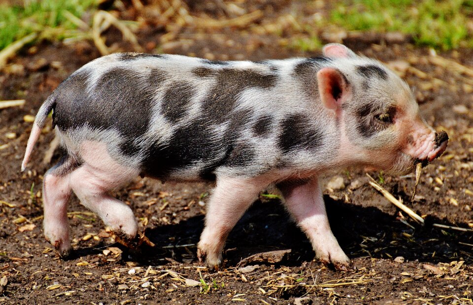 Small pigs cute sweet