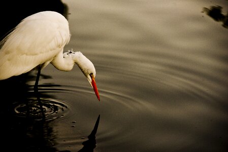 White egret great