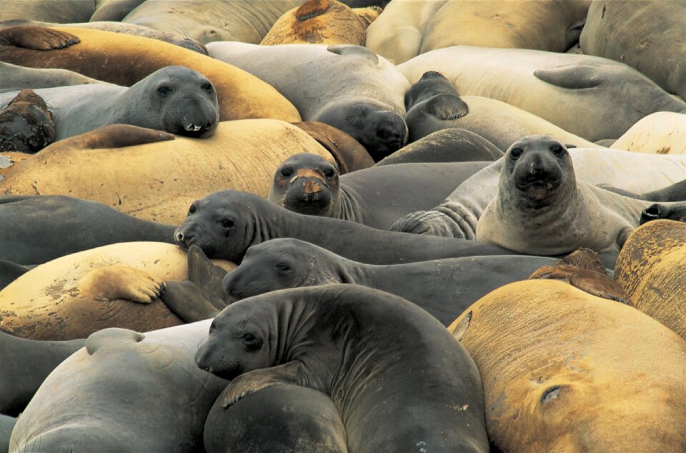 Ocean wildlife water