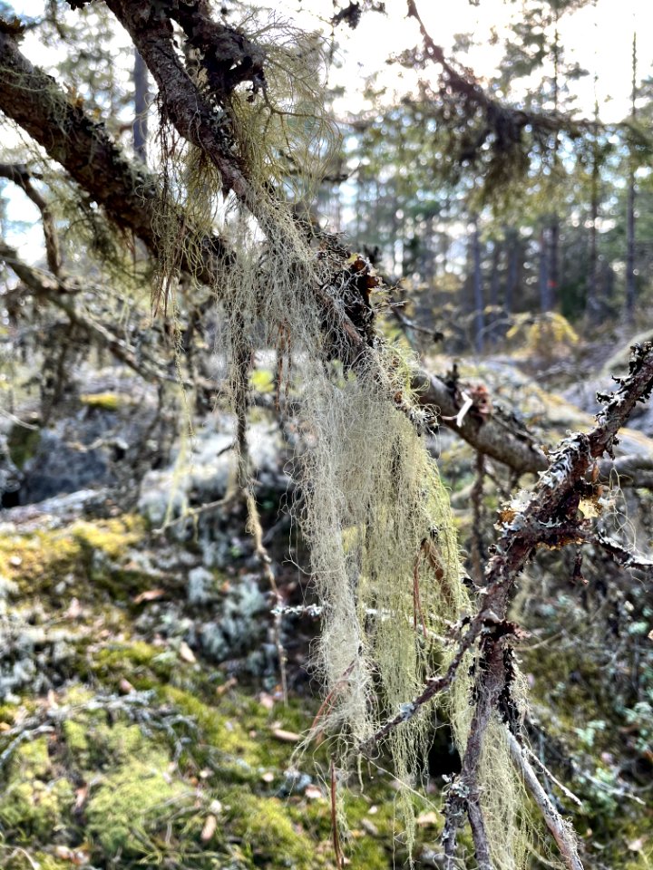 Utterviks naturreservat 2021 skägglav