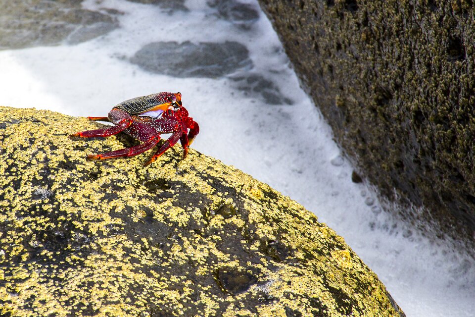 Shellfish red cancer grapsus grapsus