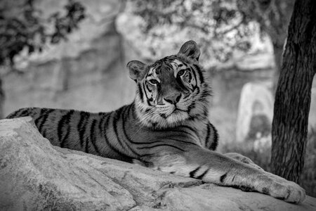 Cat black and white predator