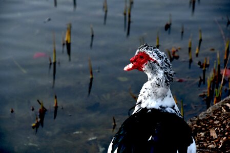 Nature wildlife waterfowl photo