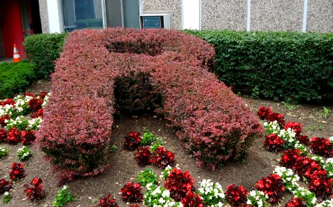 UU Rutgers University shrubbery trimmed to form a giant R
