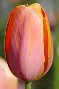 Cup the petals flower