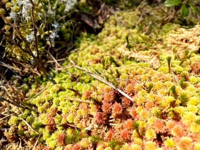 Utterviks naturreservat 2021 mossa