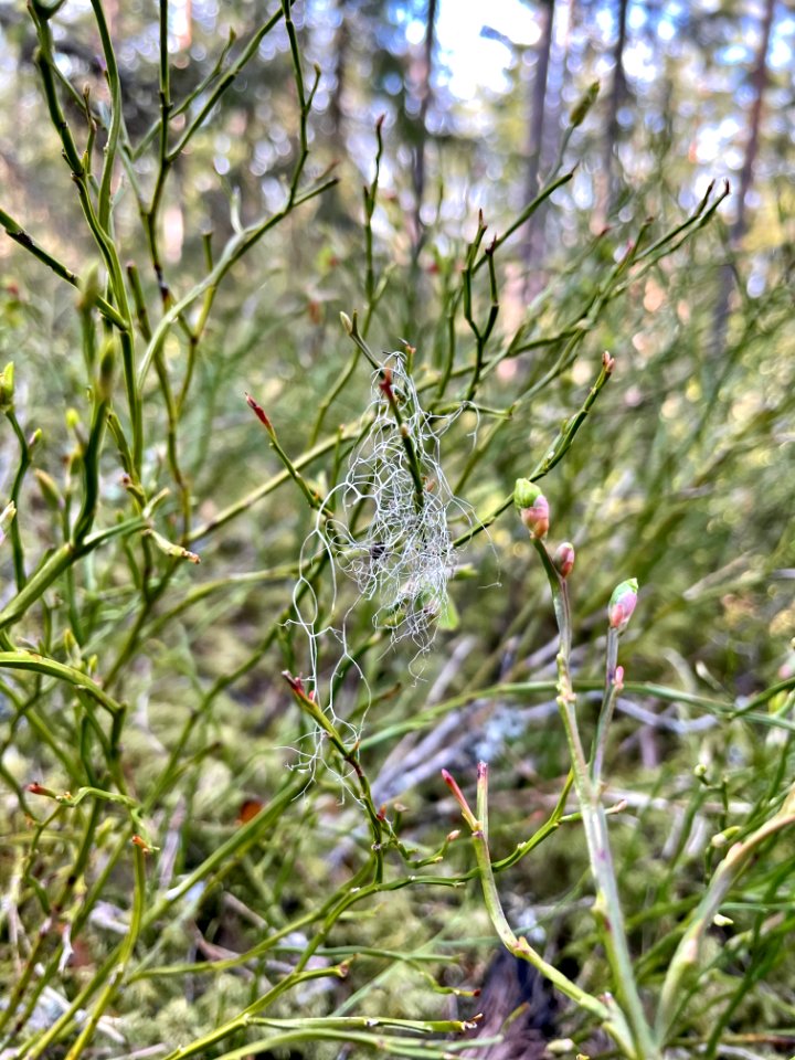 Utterviks naturreservat 2021 blåbärsris