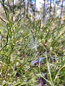 Utterviks naturreservat 2021 blåbärsris