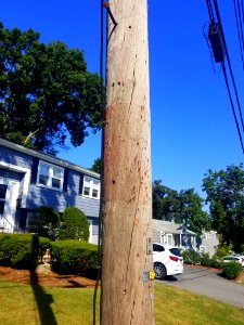 Utility pole - Arlington, MA - 20200904 095736