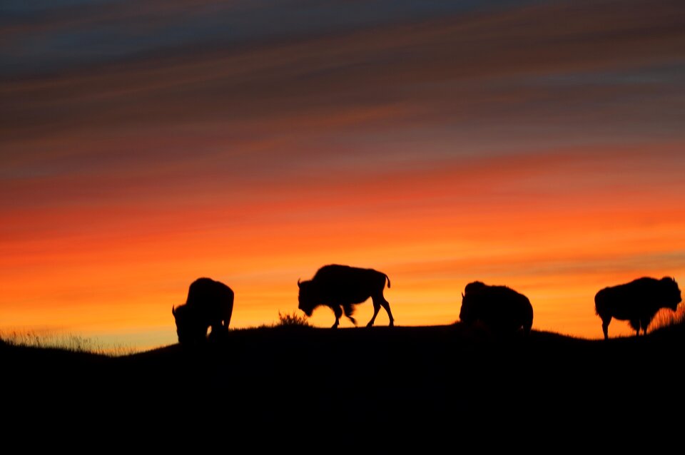 American silhouettes animal