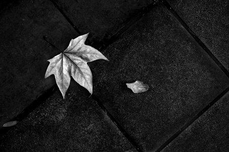 Black and white fallen leaves texture photo