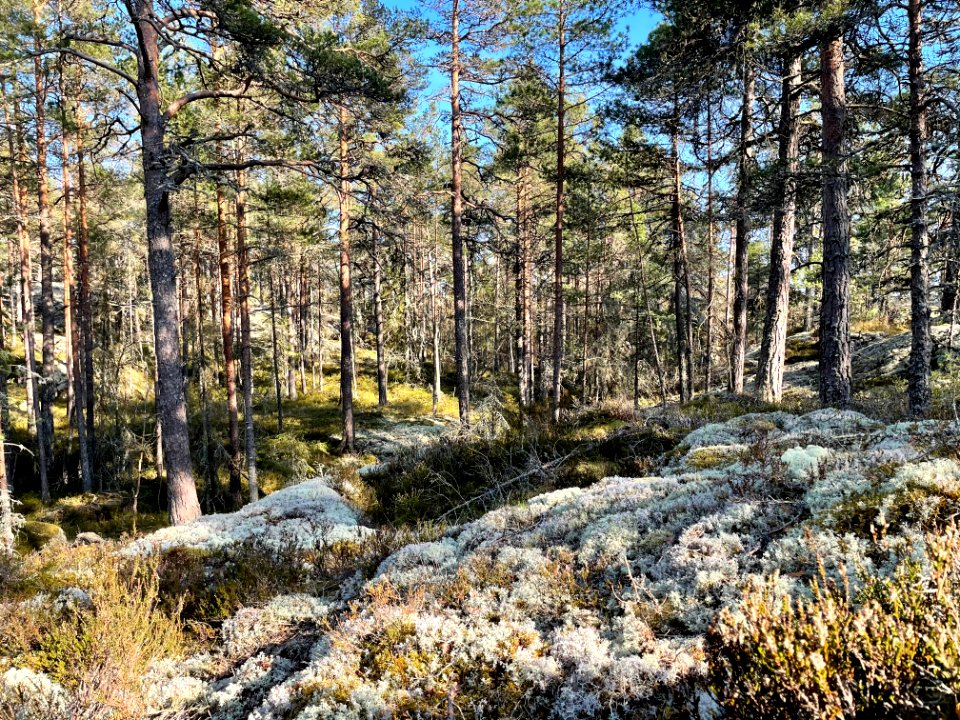 Utterviks naturreservat 2021 landskap