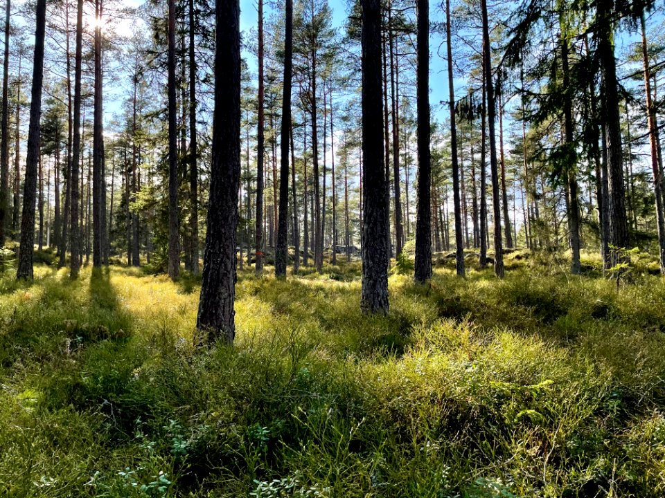 Utterviks naturreservat 2021 blåbärsgranskog