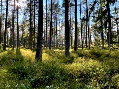 Utterviks naturreservat 2021 blåbärsgranskog