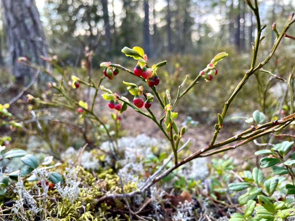 Utterviks naturreservat 2021 blåbär