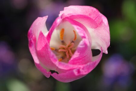 White stamens garden